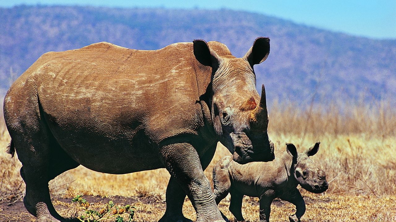 Обои носороги, пара, детеныш, прогулка, трава