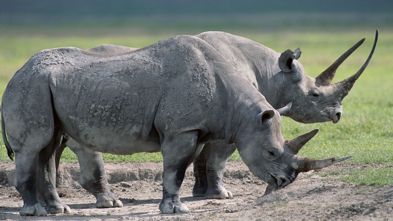Обои носороги, пара, крупные, трава, еда