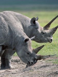 Превью обои носороги, пара, крупные, трава, еда
