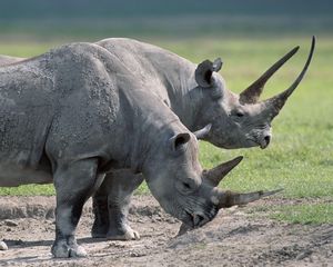 Превью обои носороги, пара, крупные, трава, еда