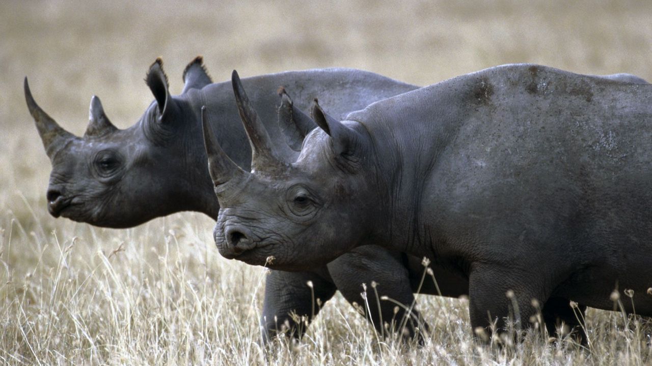 Обои носороги, пара, прогулка, трава