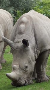 Превью обои носороги, пара, трава, еда