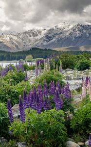 Превью обои новая зеландия, горы, цветы, озеро