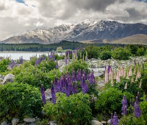 Превью обои новая зеландия, горы, цветы, озеро