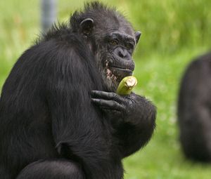 Превью обои обезьяна, банан, трава, сидеть