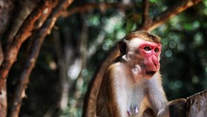 Превью обои обезьяна, дикая природа, животное
