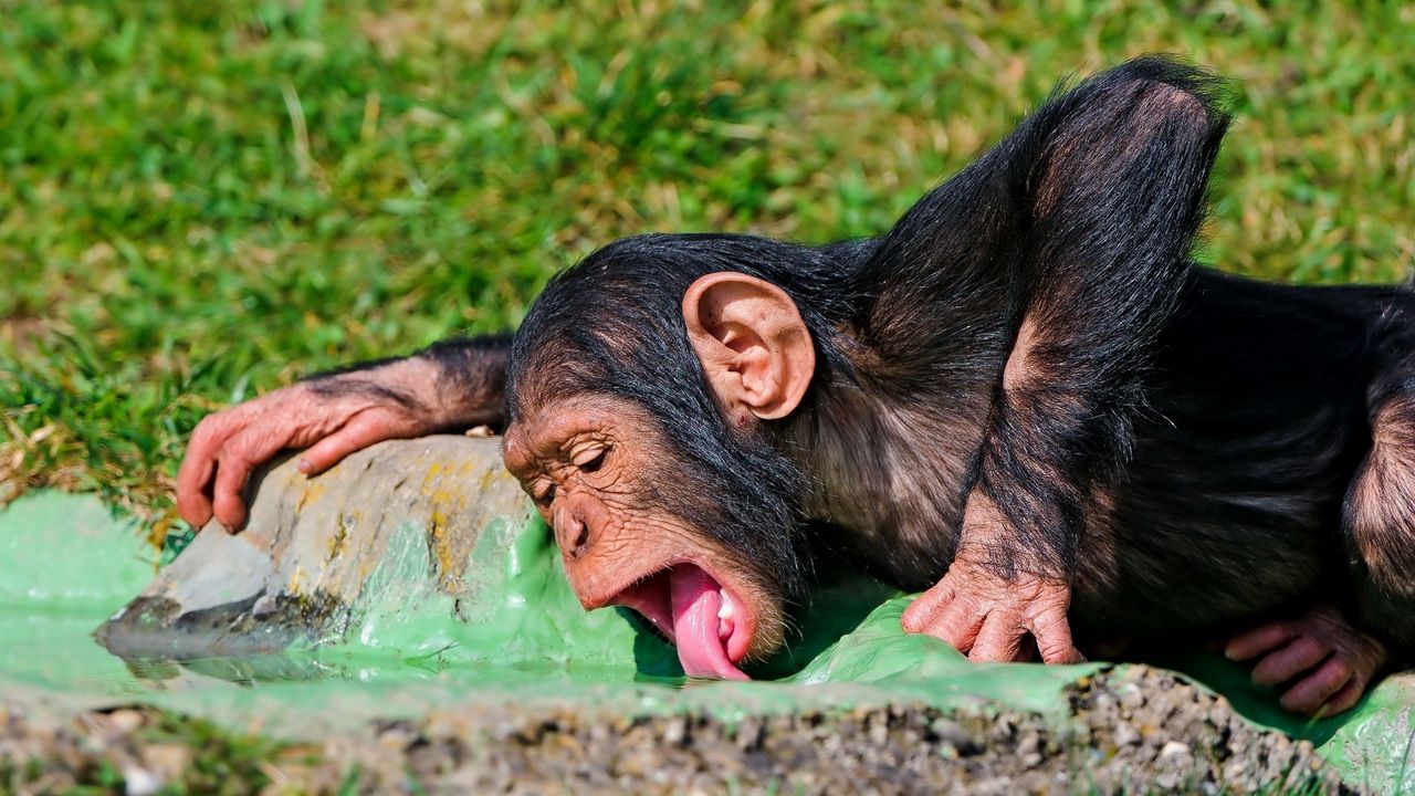 Обои обезьяна, еда, пить, жажда