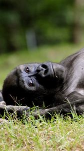 Превью обои обезьяна, горилла, трава, лежать