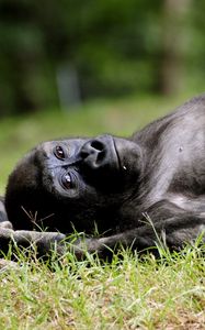 Превью обои обезьяна, горилла, трава, лежать