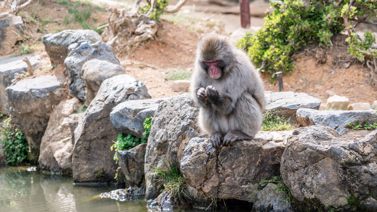 Обои обезьяна, япония, камни