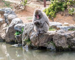 Превью обои обезьяна, япония, камни