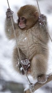 Превью обои обезьяна, качели, маленькая, снег