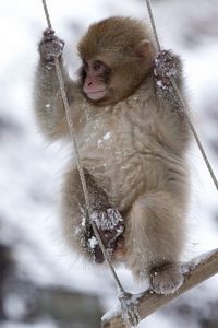Превью обои обезьяна, качели, маленькая, снег