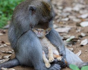 Превью обои обезьяна, котёнок, друзья