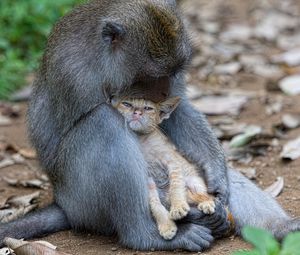 Превью обои обезьяна, котёнок, друзья