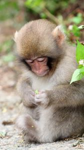 Превью обои обезьяна, листья, сидеть, маленькая