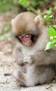 Превью обои обезьяна, листья, сидеть, маленькая