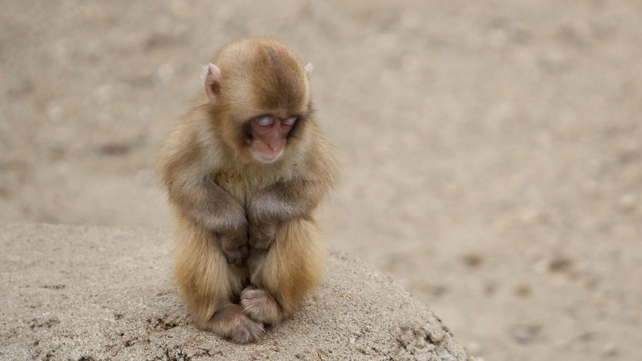 Обои обезьяна, малыш, отдых, песок