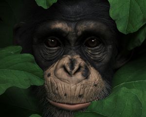 Превью обои обезьяна, морда, листья, портрет, 3d
