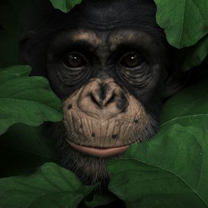 Превью обои обезьяна, морда, листья, портрет, 3d