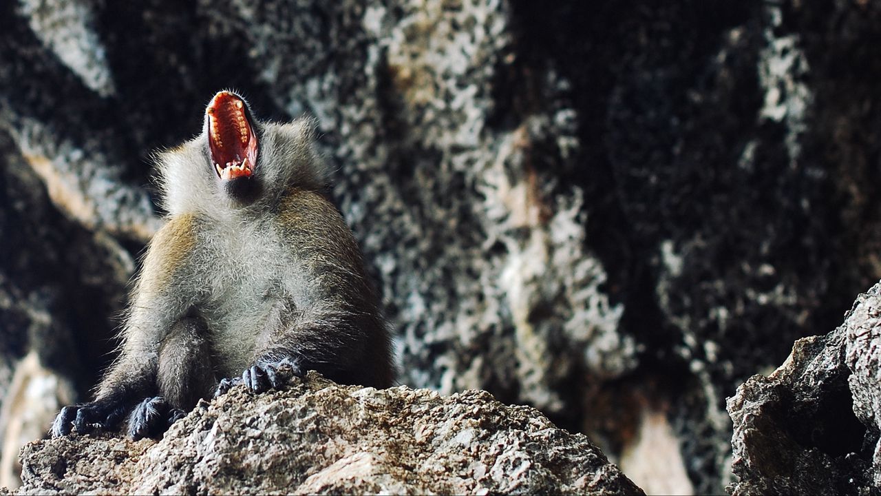 Обои обезьяна, примат, агрессия, открытый рот