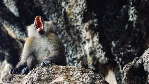 Превью обои обезьяна, примат, агрессия, открытый рот
