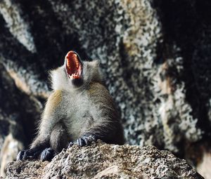 Превью обои обезьяна, примат, агрессия, открытый рот