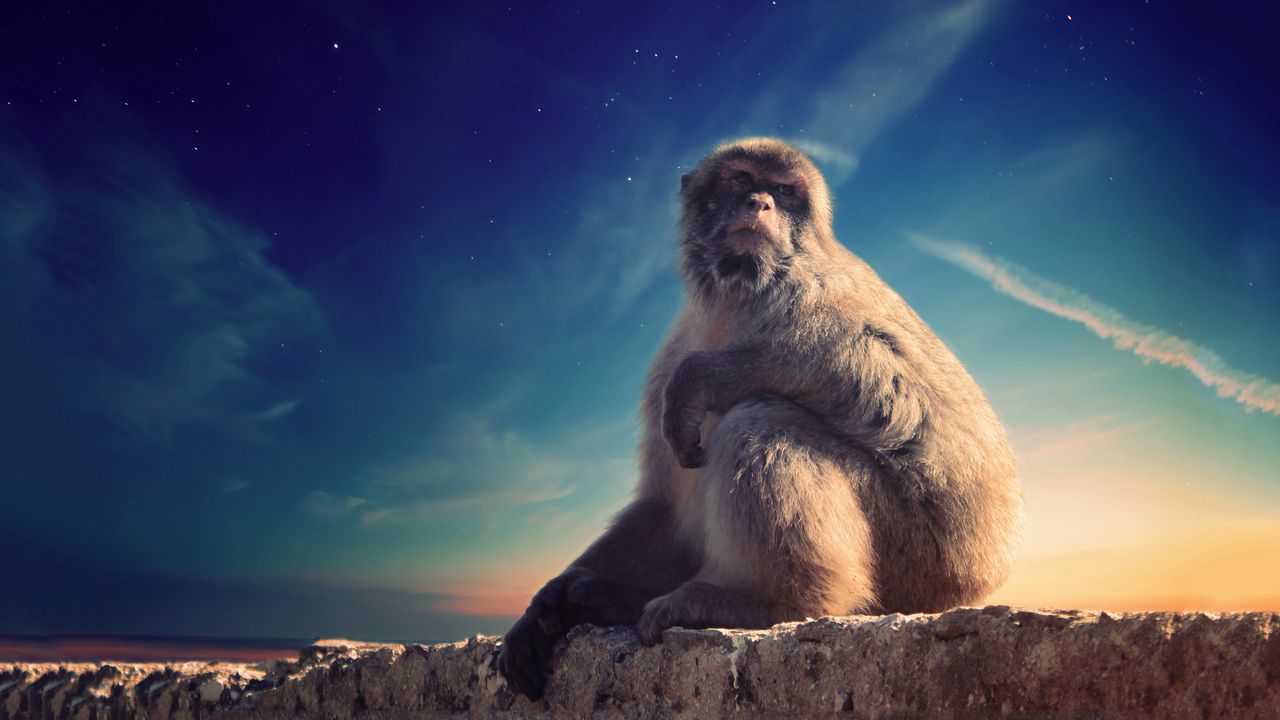 Обои обезьяна, примат, сидит, задуманный, животное, дикая природа