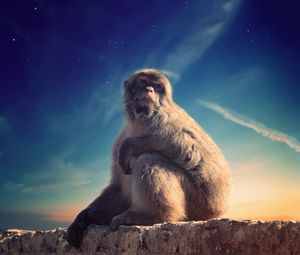 Превью обои обезьяна, примат, сидит, задуманный, животное, дикая природа