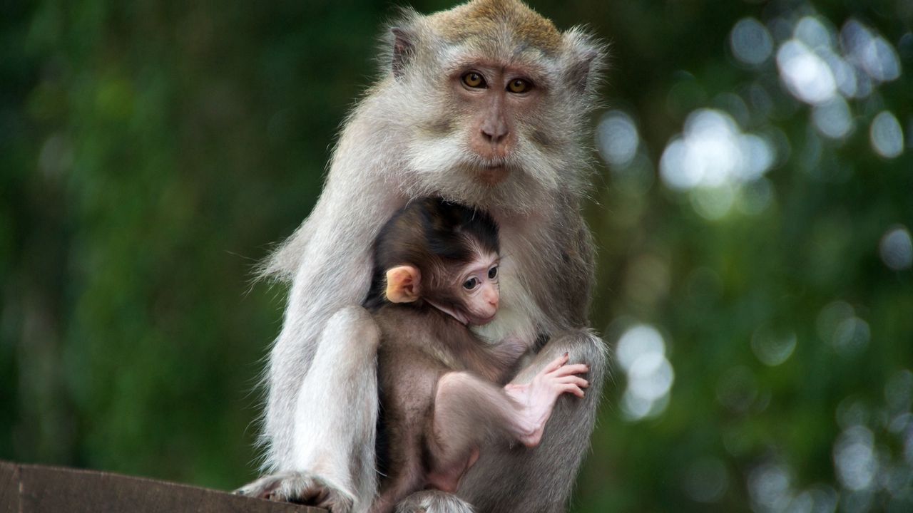 Обои обезьяна, семья, детеныш, забота, нежность
