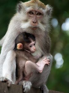 Превью обои обезьяна, семья, детеныш, забота, нежность