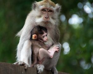 Превью обои обезьяна, семья, детеныш, забота, нежность