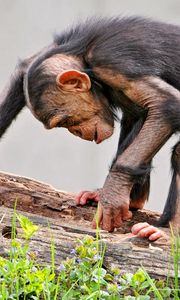 Превью обои обезьяна, шимпанзе, бревно, трава