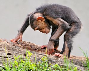 Превью обои обезьяна, шимпанзе, бревно, трава