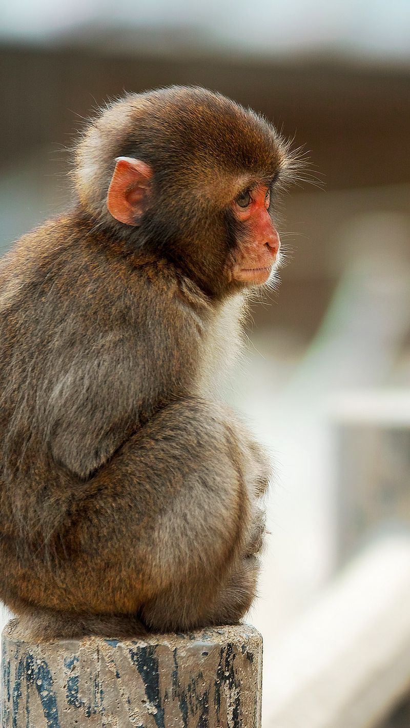 Фото обезьян с телефоном