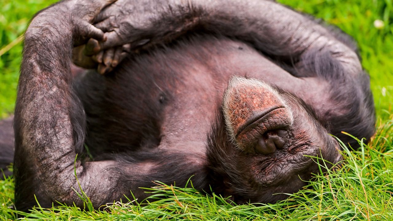 Обои обезьяна, сон, лежать, трава