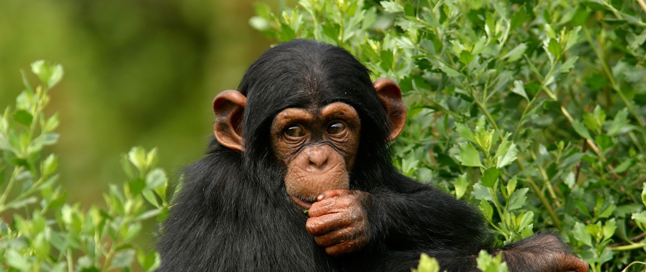 Карликовый шимпанзе 6. Обезьяна. Обезьяна с травой. Долгожитие шимпанзе.