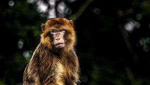 Превью обои обезьяна, забавный, бревно, размытие