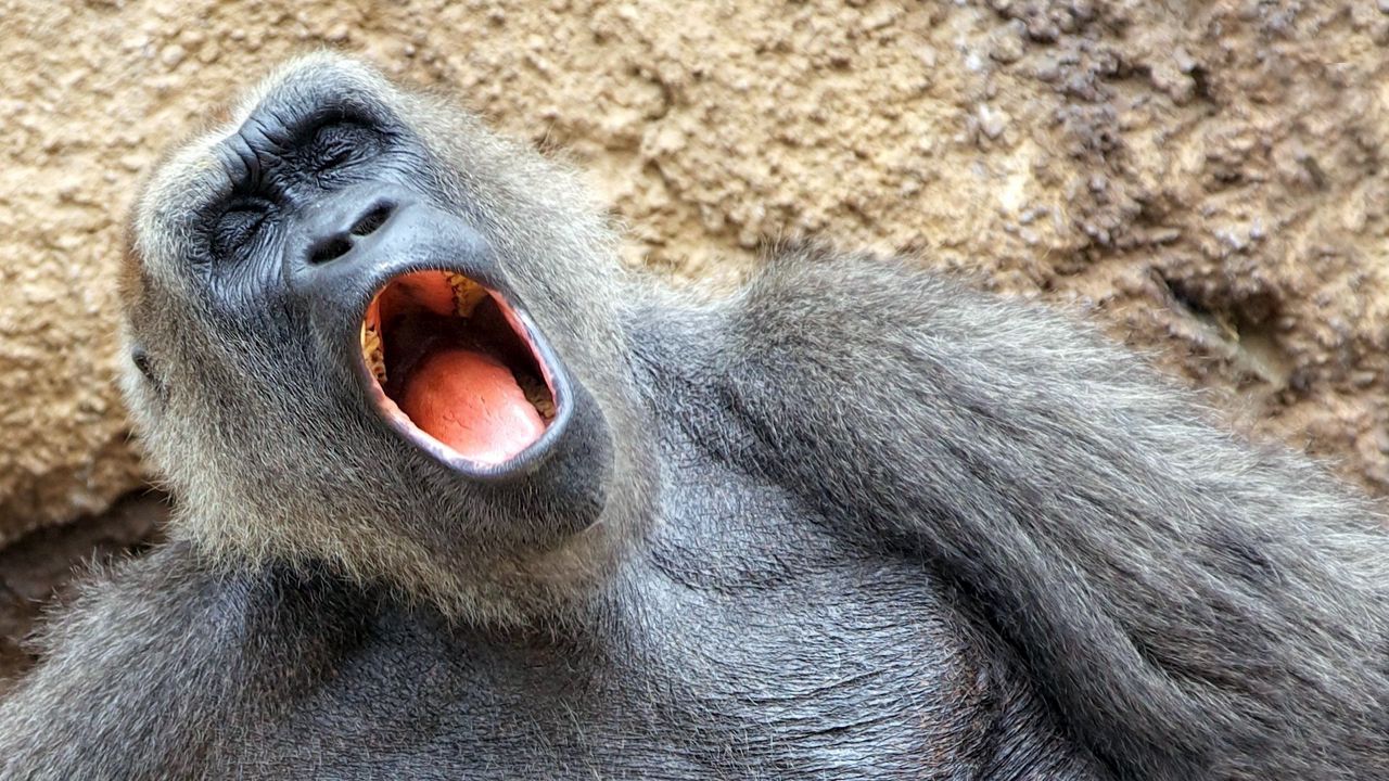 Обои обезьяна, зевать, сон, дремота