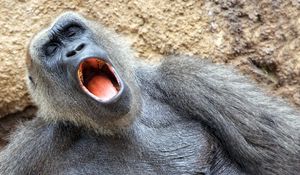 Превью обои обезьяна, зевать, сон, дремота