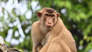 Превью обои обезьяна, животное, дерево, ветка, лес
