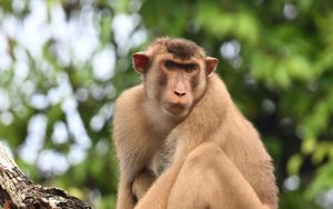 Превью обои обезьяна, животное, дерево, ветка, лес