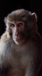 Превью обои обезьяна, животное, глаза, мех