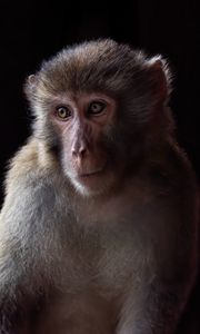 Превью обои обезьяна, животное, глаза, мех
