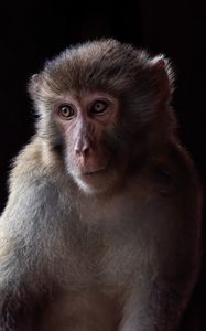 Превью обои обезьяна, животное, глаза, мех