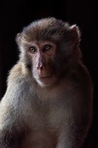 Превью обои обезьяна, животное, глаза, мех