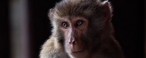 Превью обои обезьяна, животное, глаза, мех
