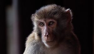 Превью обои обезьяна, животное, глаза, мех