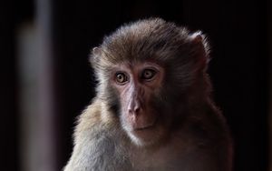 Превью обои обезьяна, животное, глаза, мех