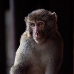 Превью обои обезьяна, животное, глаза, мех